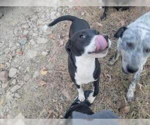 Boxador Dogs for adoption in Claremore, OK, USA