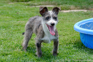 Bo-Dach Dogs for adoption in Hesperia, CA, USA