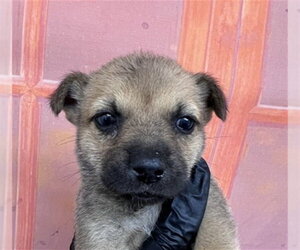 Chihuahua-Unknown Mix Dogs for adoption in San Bernardino, CA, USA