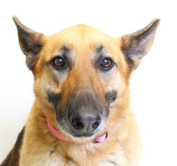 German Shepherd Dog Dogs for adoption in Truckee, CA, USA