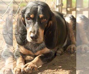 Beagle-Unknown Mix Dogs for adoption in Okolona, MS, USA