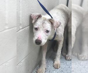 Anatolian Shepherd-Unknown Mix Dogs for adoption in Conroe, TX, USA