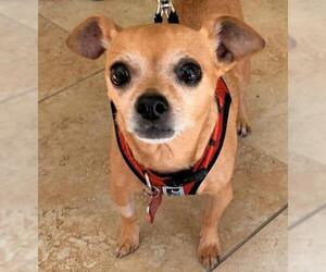 Chihuahua-Unknown Mix Dogs for adoption in Mission Viejo, CA, USA