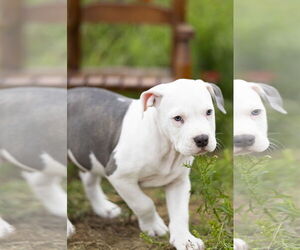 Mutt Dogs for adoption in Garner, NC, USA