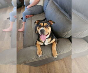 Labrador Retriever-Unknown Mix Dogs for adoption in garner, NC, USA