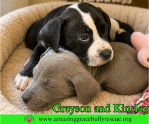 American Pit Bull Terrier-Labrador Retriever Mix Dogs for adoption in Milton, FL, USA