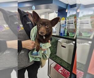 Chihuahua Dogs for adoption in Temple, TX, USA