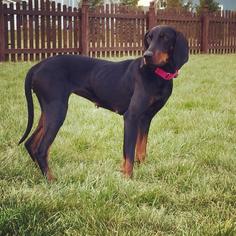 Black and Tan Coonhound-Doberman Pinscher Mix Dogs for adoption in lafayette, IN, USA