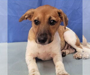 Jack Russell Terrier-Unknown Mix Dogs for adoption in Minneapolis, MN, USA