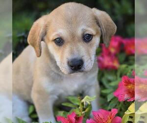 Labrador Retriever-Unknown Mix Dogs for adoption in San Diego, CA, USA