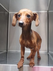 Dachshund-Unknown Mix Dogs for adoption in Pearland, TX, USA