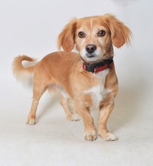 Dachshund Dogs for adoption in Fruit Heights, UT, USA