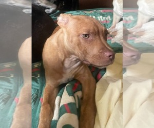 American Staffordshire Terrier-Unknown Mix Dogs for adoption in Marine City, MI, USA