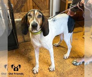 Treeing Walker Coonhound Dogs for adoption in Mount Juliet, TN, USA