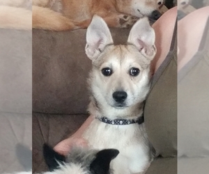 Chi-Corgi Dogs for adoption in Cabool, MO, USA