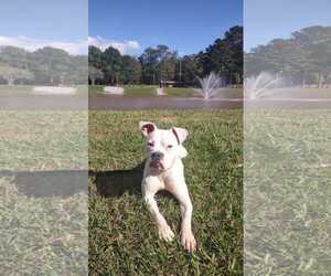 Boxer-Unknown Mix Dogs for adoption in Woodbury, NY, USA