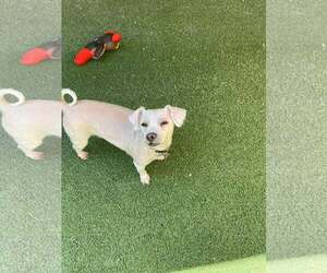 Poodle (Miniature) Dogs for adoption in Tempe , AZ, USA