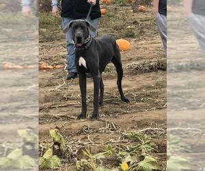 Small Great Dane