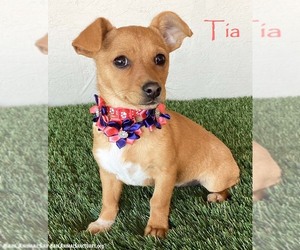 Chihuahua-Unknown Mix Dogs for adoption in San Diego, CA, USA