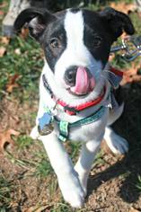 Medium Photo #1 Boston Terrier Puppy For Sale in Maryville, TN, USA