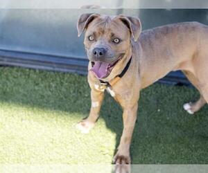 Boxer-Staffordshire Bull Terrier Mix Dogs for adoption in Placerville, CA, USA
