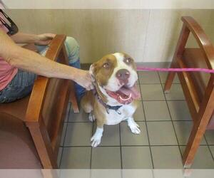 American Pit Bull Terrier-Unknown Mix Dogs for adoption in Ocala, FL, USA