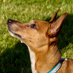 Medium Photo #1 Rat Terrier Puppy For Sale in Atlanta, GA, USA