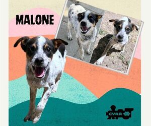 Mutt Dogs for adoption in Lindsay, CA, USA
