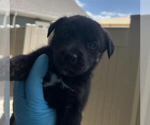 Siberian Husky-Unknown Mix Dogs for adoption in San Antonio, TX, USA