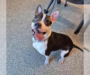 American Pit Bull Terrier-Unknown Mix Dogs for adoption in Saginaw, MI, USA