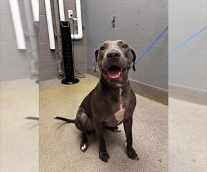 Mutt Dogs for adoption in Las Vegas, NV, USA