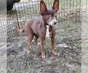 Chihuahua Dogs for adoption in Bonifay , FL, USA