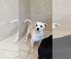 German Shepherd Dog-Unknown Mix Dogs for adoption in Osgood, IN, USA