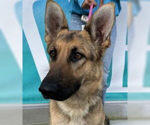 German Shepherd Dog Dogs for adoption in Salinas, CA, USA