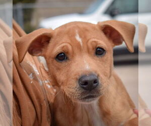 Carolina Dog-Whippet Mix Dogs for adoption in Huntley, IL, USA