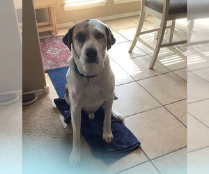 Anatolian Shepherd-Australian Shepherd Mix Dogs for adoption in Claremore, OK, USA