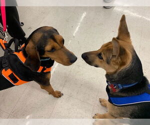 Black and Tan Coonhound Dogs for adoption in Westminster, MD, USA