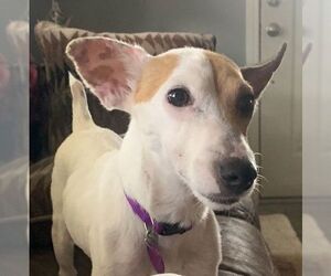 Jack Russell Terrier Dogs for adoption in Thibodaux, LA, USA