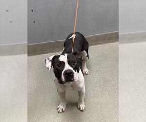 American Pit Bull Terrier-Unknown Mix Dogs for adoption in Las Vegas, NV, USA