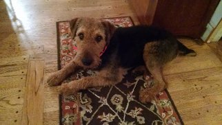 Airedale Terrier Dogs for adoption in Salem, OR, USA