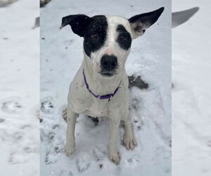 Treeing Walker Coonhound-Unknown Mix Dogs for adoption in Boston, MA, USA