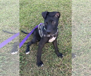 American Pit Bull Terrier Dogs for adoption in Holly Springs, NC, USA