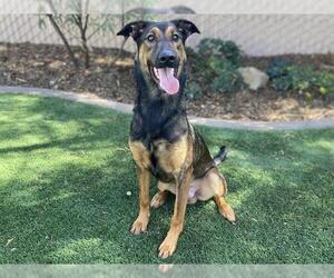German Shepherd Dog-Unknown Mix Dogs for adoption in Corona, CA, USA