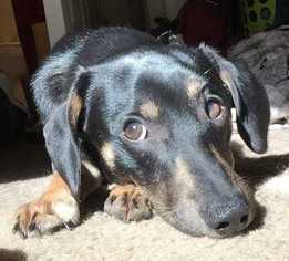 Dachshund Dogs for adoption in Boston, MA, USA