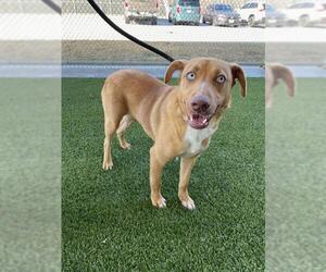 Labsky Dogs for adoption in Baytown, TX, USA