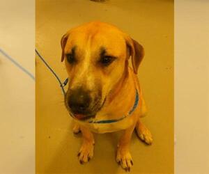 Mutt Dogs for adoption in Sanford, FL, USA