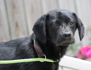 Medium Photo #1 Labrador Retriever-Unknown Mix Puppy For Sale in Yardley, PA, USA