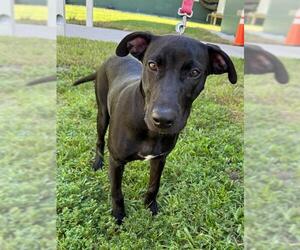 Labrador Retriever-Unknown Mix Dogs for adoption in Naples, FL, USA