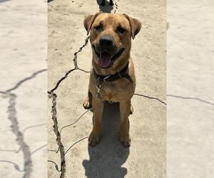 Labrador Retriever-Unknown Mix Dogs for adoption in San Antonio, TX, USA