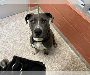 Mutt Dogs for adoption in Pueblo, CO, USA